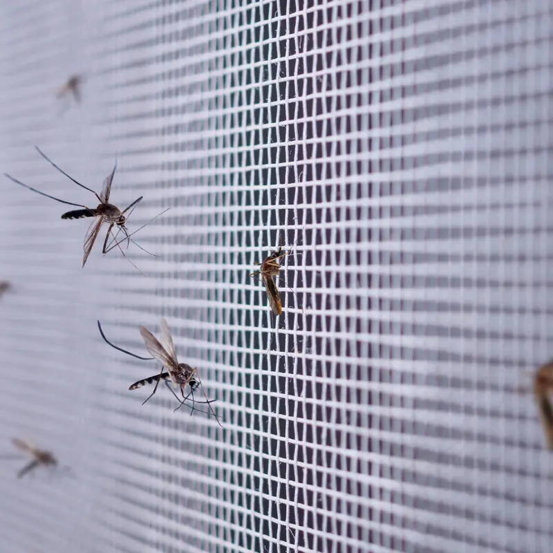 Mosquito Control in Java, SD