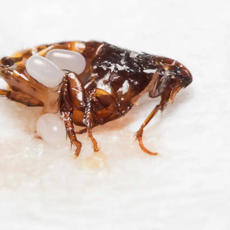 Bed Bug Control in Haystack, NM