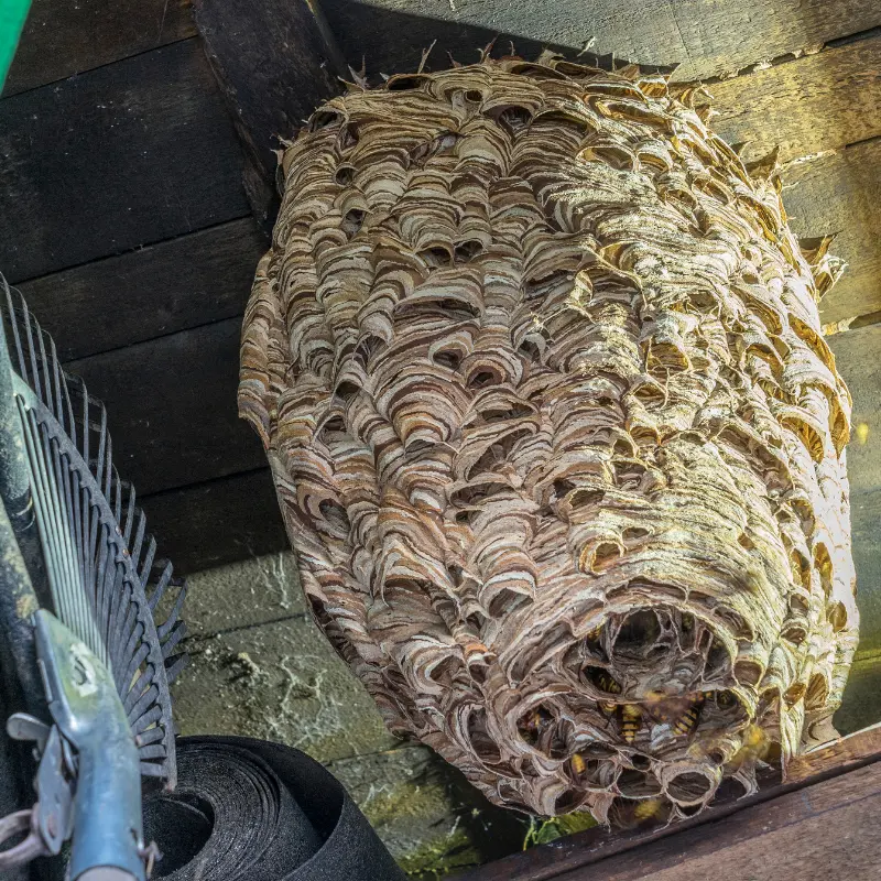 Stinging Insect Control in Highland Park, MI