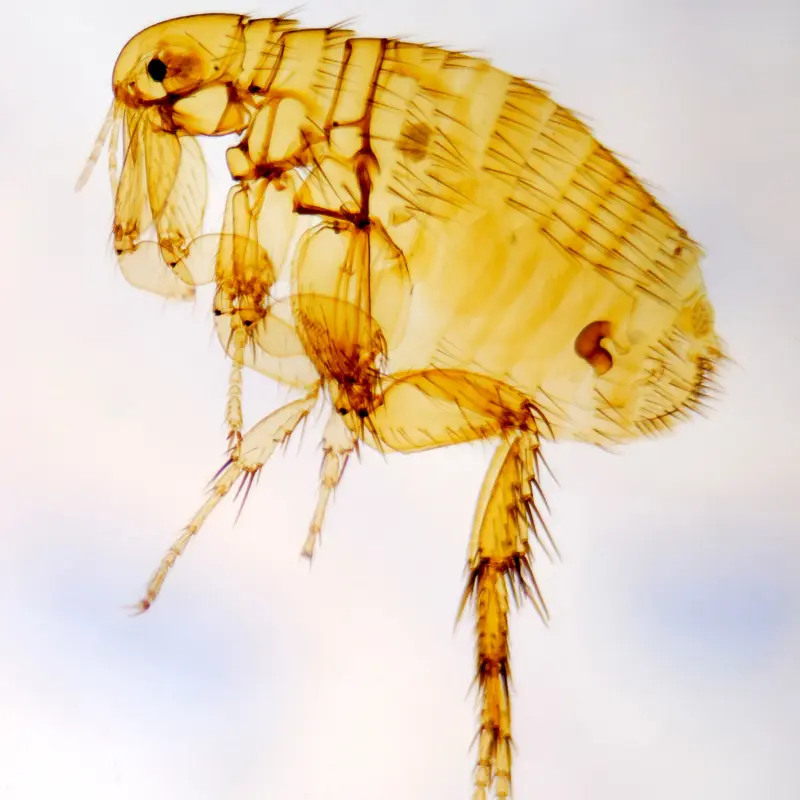 Flea and Tick Control in Haystack, NM