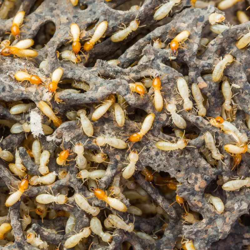 Termite Control in Arrey, NM